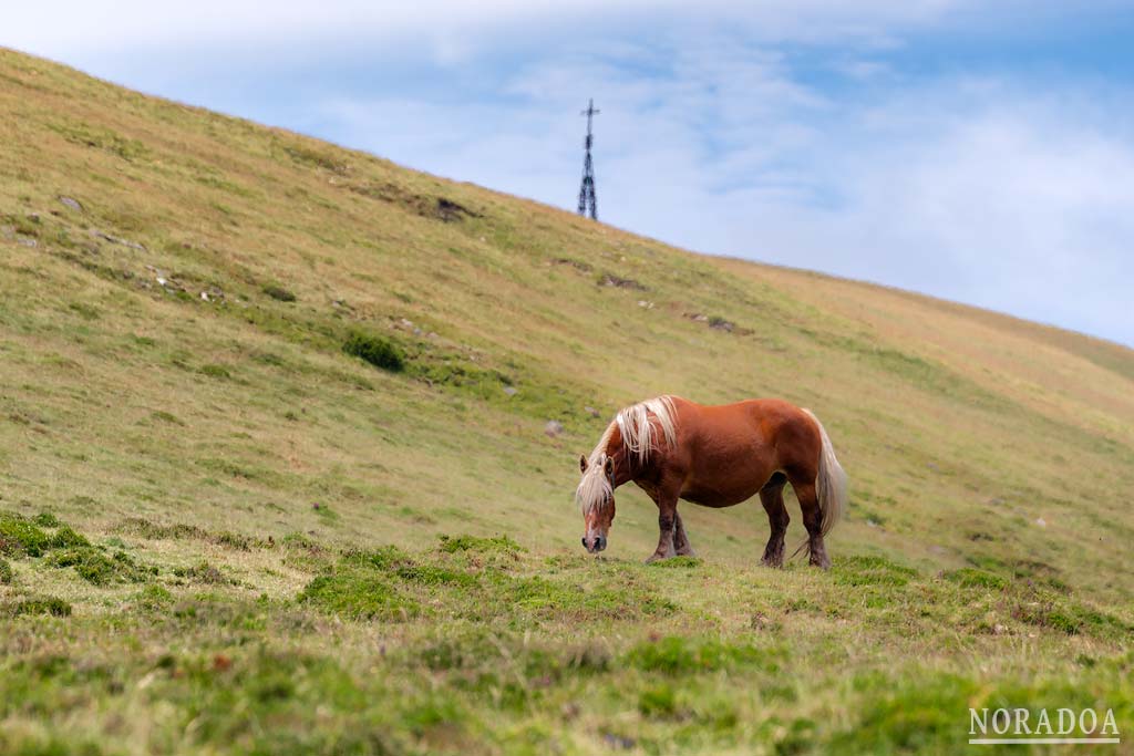 Caballo pastando cerca de la cima del monte Gorbea
