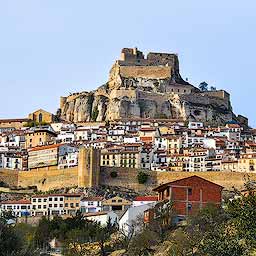 Morella