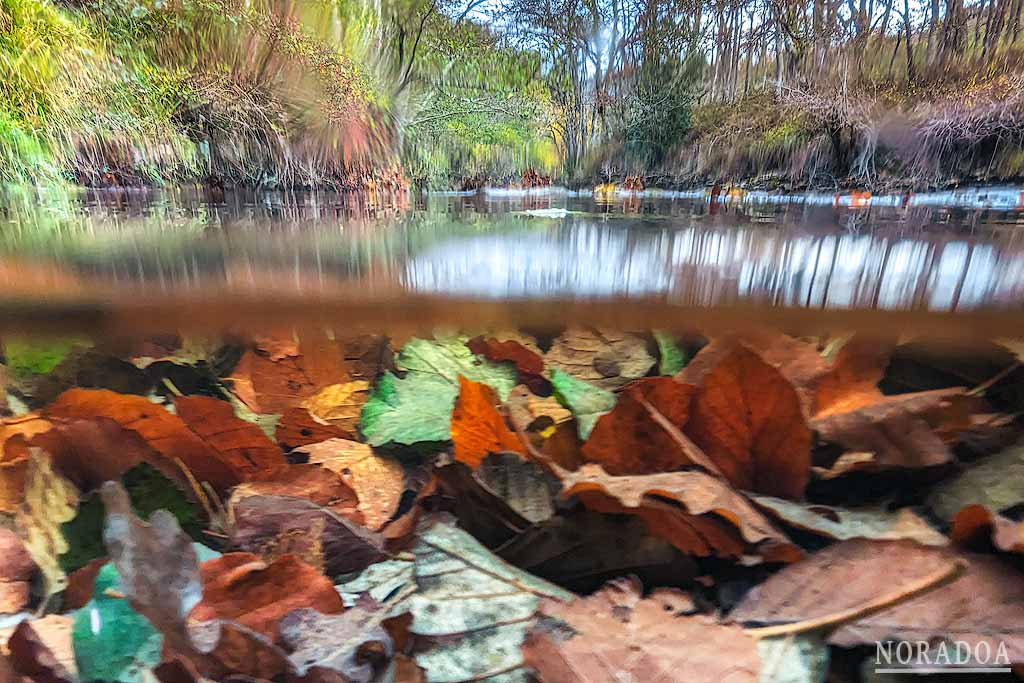 Fotografía bajo el agua con el teléfono pixel 7,