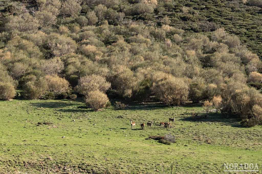 Venados en la ruta hasta la cascada