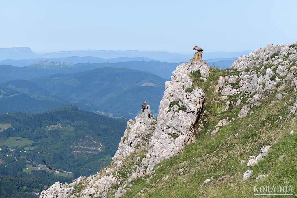Buitres en el macizo kárstico de la Sierra de Legarmendi