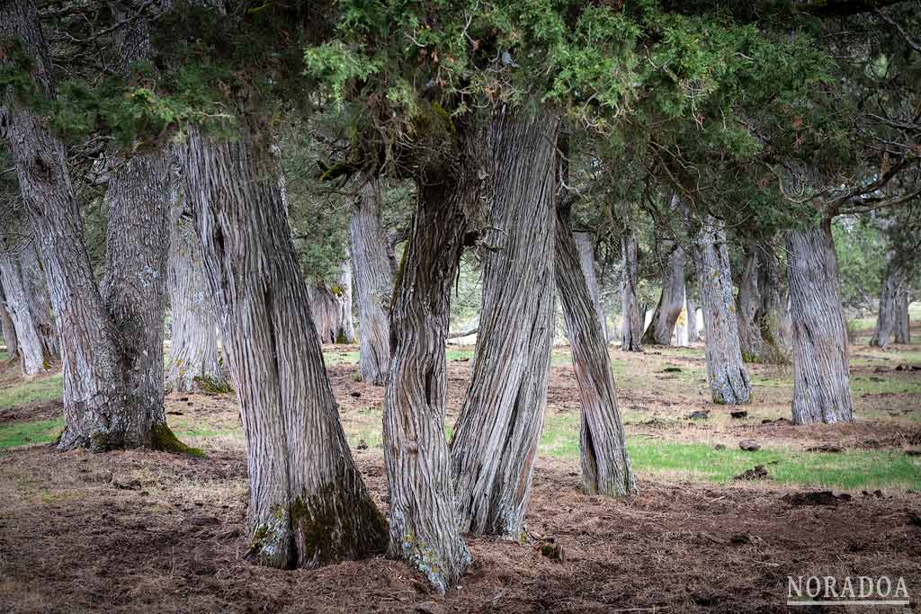 Sabinar de Calatañazor en Soria