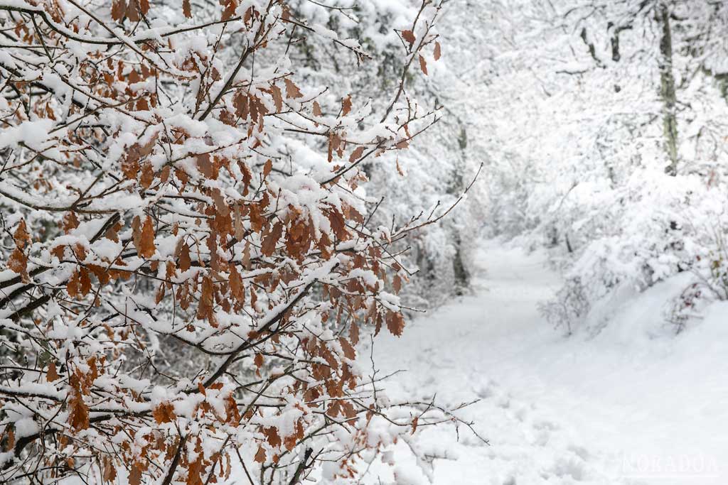 La nieve cubre todo el camino que lleva a la Punta de San Juan