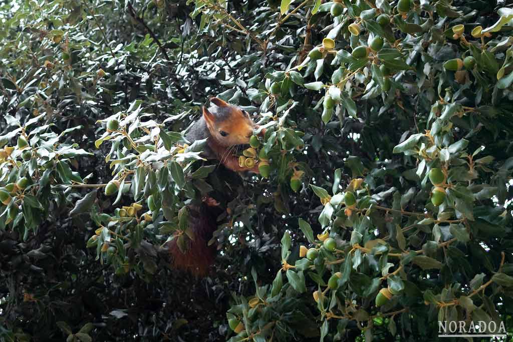 Ardilla subida a un árbol en el parque Campo Grande