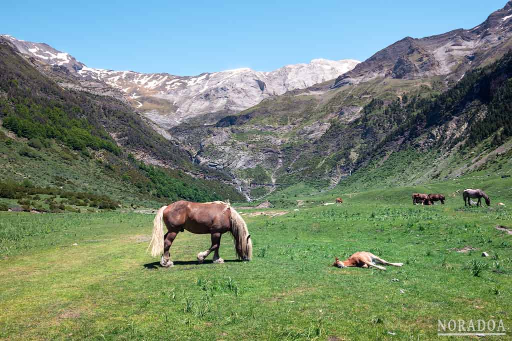 Caballos pasando en los Llanos de La Larri